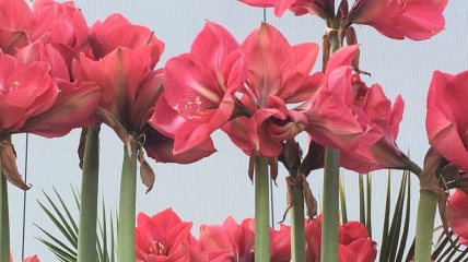 Educatief bedrijfsbezoek - Amaryllis bloemenkwekerij ROBERAMA in Loenhout